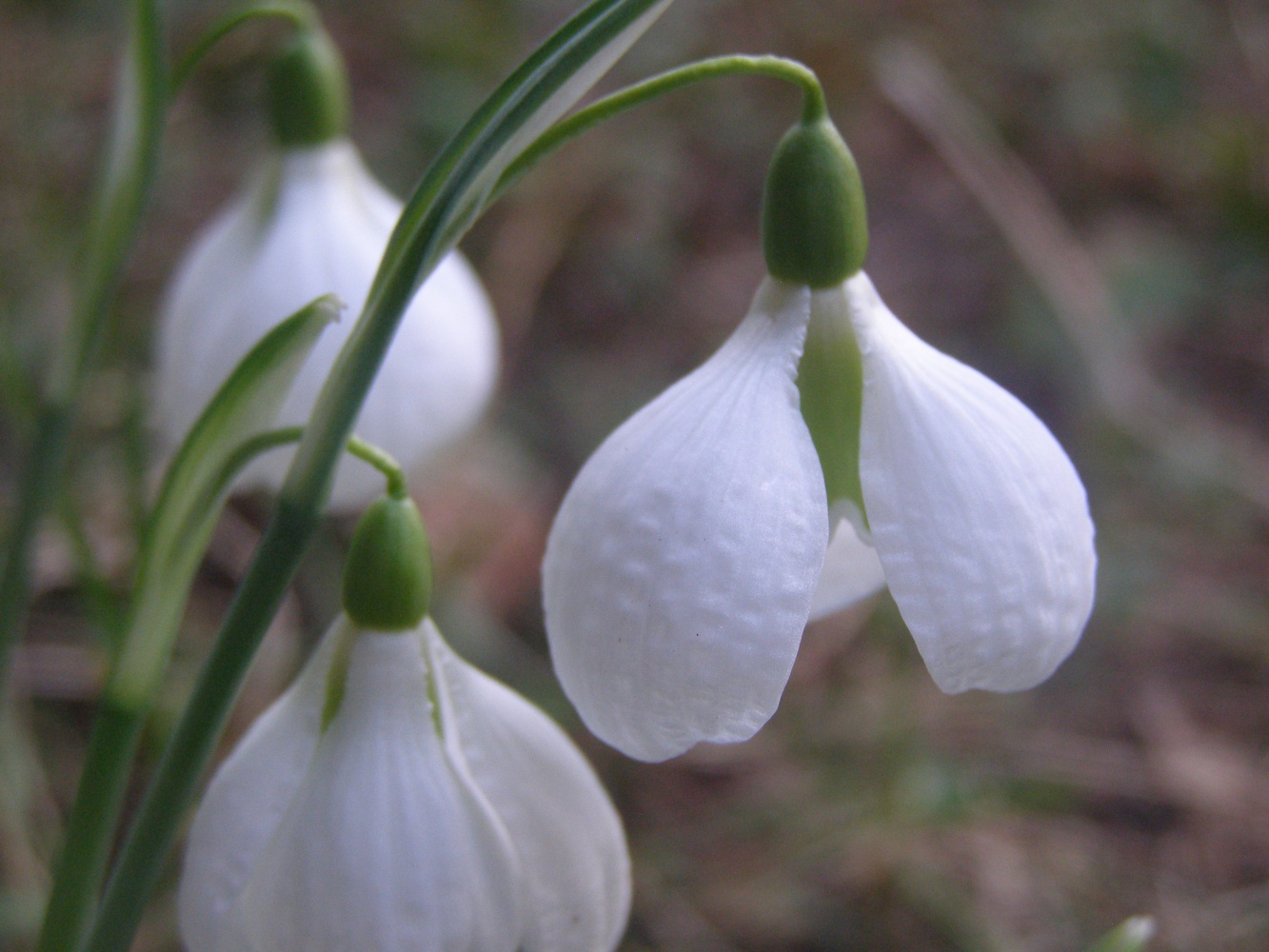 Galanthus elwesii 'Maidwell L'